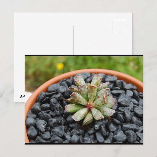 Adromischus, Succulent Plant Postcard (Front/Back)