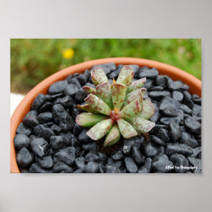 Adromischus, Succulent Plant Poster