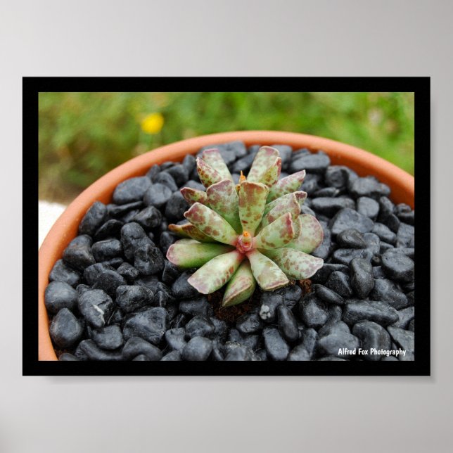 Adromischus, Succulent Plant Poster (Front)