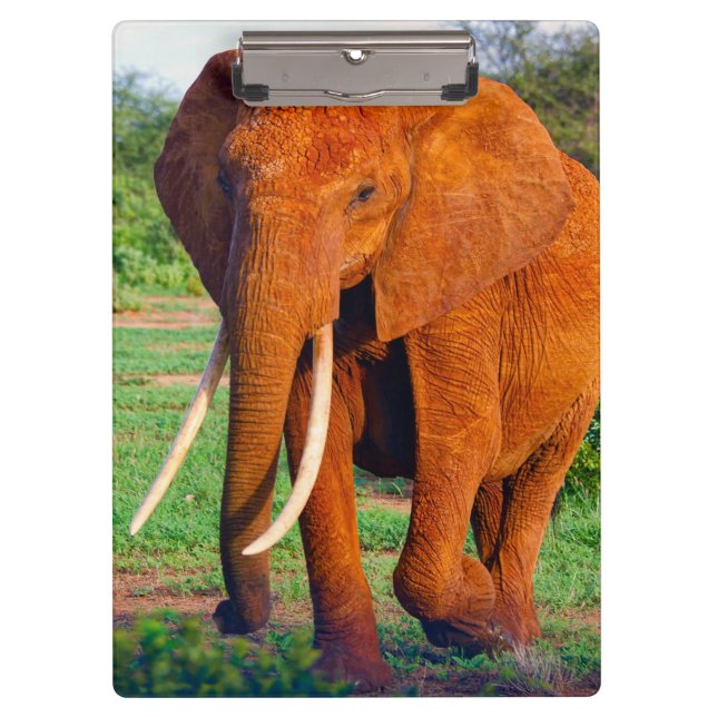 Adult African Elephant Photograph Clipboard (Front)