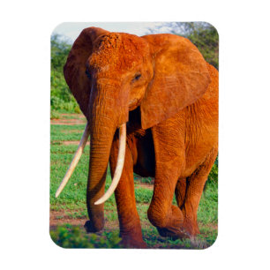Adult African Elephant Photograph Magnet