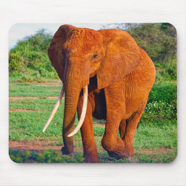 Adult African Elephant Photograph Mouse Mat (Front)