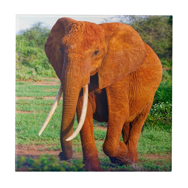 Adult African Elephant Photograph Tile (Front)