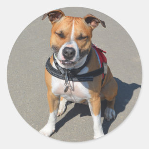 Adult American Staffordshire Terrier Dog Classic Round Sticker