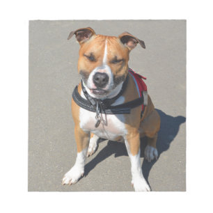 Adult American Staffordshire Terrier Dog Notepad