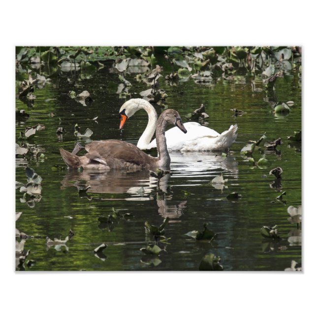 Adult and Juvenile Swans Photo Print (Front)