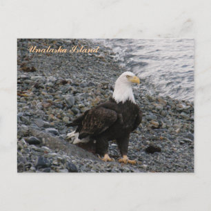 Adult Bald Eagle on the Beach, Unalaska Island Postcard