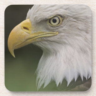 Adult Bald Eagle Portrait, Haliaeetus Coaster