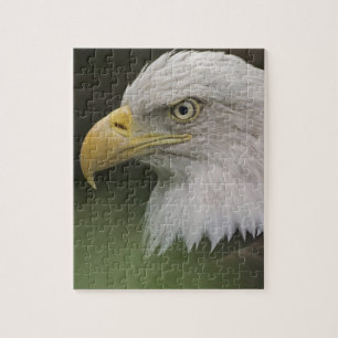 Adult Bald Eagle Portrait, Haliaeetus Jigsaw Puzzle