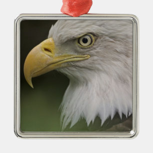 Adult Bald Eagle Portrait, Haliaeetus Metal Tree Decoration