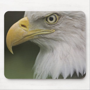 Adult Bald Eagle Portrait, Haliaeetus Mouse Mat