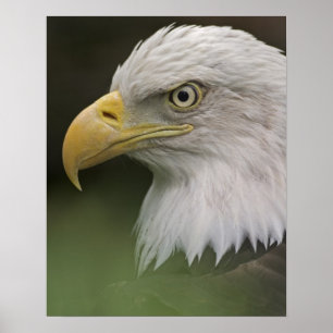 Adult Bald Eagle Portrait, Haliaeetus Poster