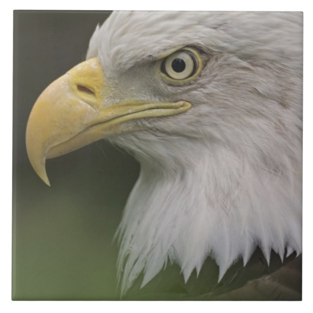 Adult Bald Eagle Portrait, Haliaeetus Tile (Front)