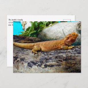 Adult Bearded Dragon Lizard Postcard