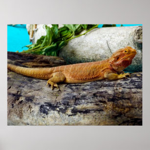 Adult Bearded Dragon Lizard Poster