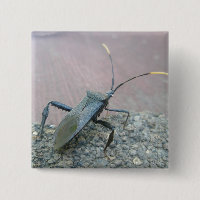Adult Black Assasin Bug (Reduviid) Items