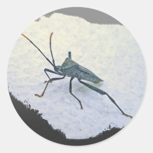 Adult Black Assasin Bug (Reduviid) Items Classic Round Sticker