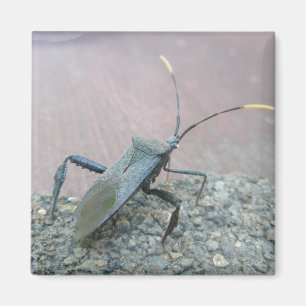 Adult Black Assasin Bug (Reduviid) Items Magnet
