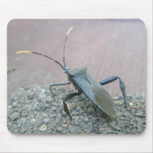 Adult Black Assasin Bug (Reduviid) Items Mouse Mat