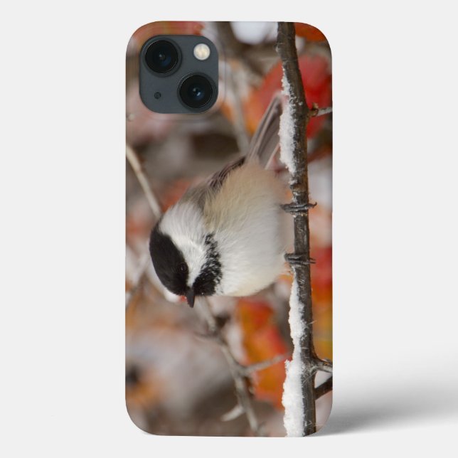 Adult Black-capped Chickadee in Snow Case-Mate iPhone Case (Back)