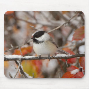 Adult Black-capped Chickadee in Snow Mouse Mat