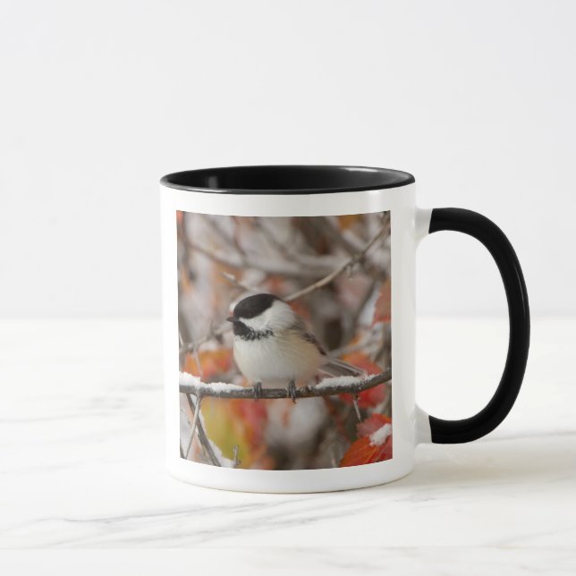 Adult Black-capped Chickadee in Snow Mug (Right)