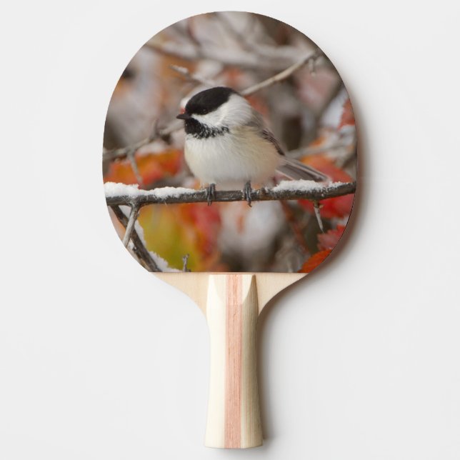 Adult Black-capped Chickadee in Snow Ping Pong Paddle (Front)