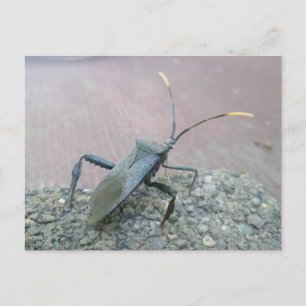 Adult Black Leaf-Footed Bug Items Postcard