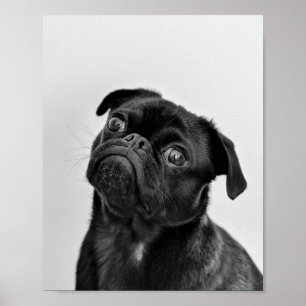 Adult Black Pug Poster