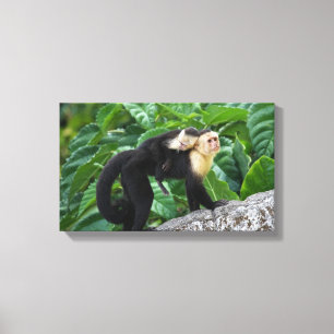 Adult Capuchin Monkey Carrying Baby On Its Back Canvas Print