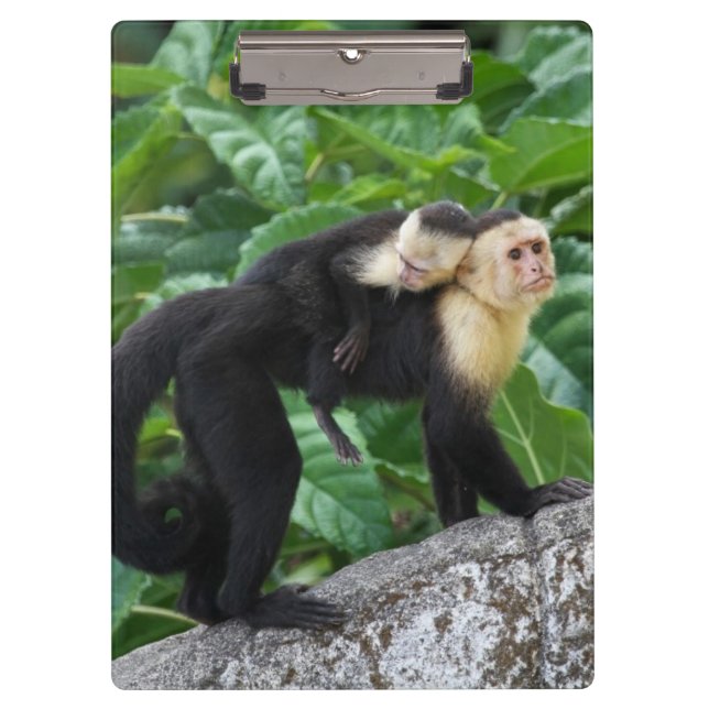 Adult Capuchin Monkey Carrying Baby On Its Back Clipboard (Front)