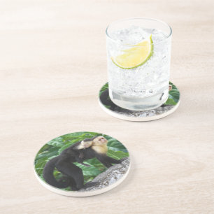 Adult Capuchin Monkey Carrying Baby On Its Back Coaster