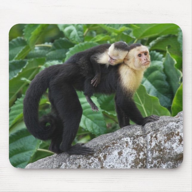 Adult Capuchin Monkey Carrying Baby On Its Back Mouse Mat (Front)