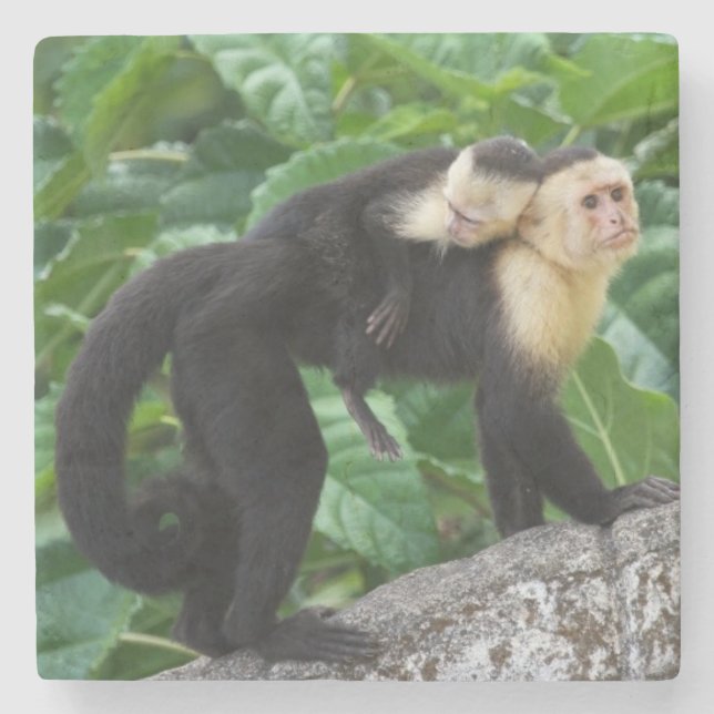 Adult Capuchin Monkey Carrying Baby On Its Back Stone Coaster (Front)