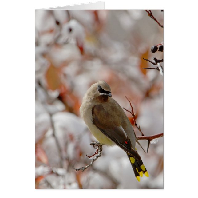 Adult Cedar Waxwing on hawthorn with snow, (Front)