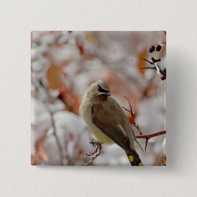 Adult Cedar Waxwing on hawthorn with snow, 15 Cm Square Badge (Front)