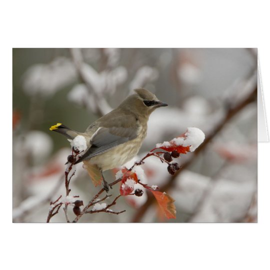 Adult Cedar Waxwing on hawthorn with snow, 3 Card