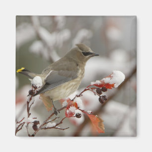 Adult Cedar Waxwing on hawthorn with snow Magnet