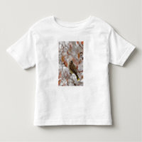 Adult Cedar Waxwing on hawthorn with snow,