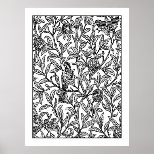Adult Coloring Poster Morris Bird & Pomegranate