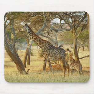 Adult female and juvenile Giraffe, Giraffa Mouse Mat