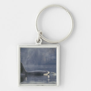 Adult female Orca Whale Orcinus Orca), Puget Key Ring
