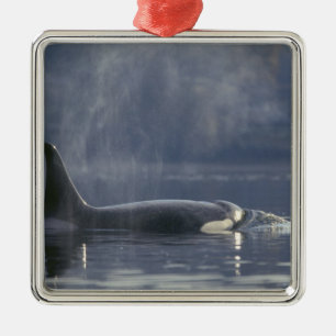Adult female Orca Whale Orcinus Orca), Puget Metal Tree Decoration