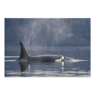 Adult female Orca Whale Orcinus Orca), Puget Photo Print