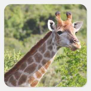 Adult Giraffe Face and Neck Square Sticker