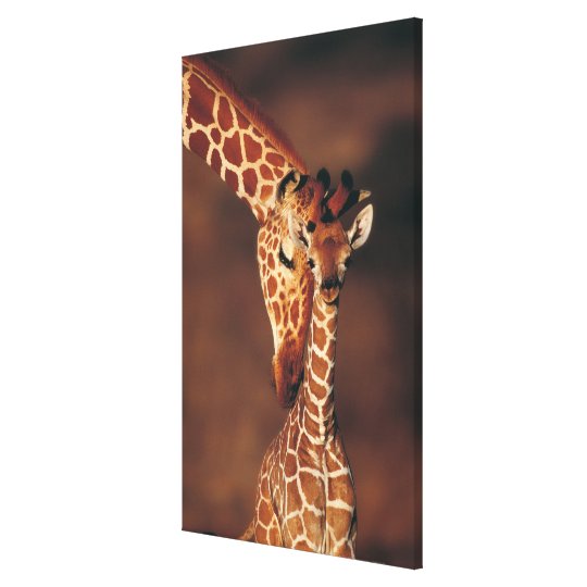 Adult Giraffe with calf (Giraffa camelopardalis) Postcard | Zazzle.co.uk