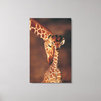 Adult Giraffe with calf (Giraffa camelopardalis)
