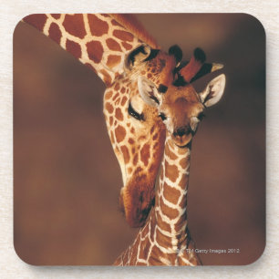 Adult Giraffe with calf (Giraffa camelopardalis) Coaster