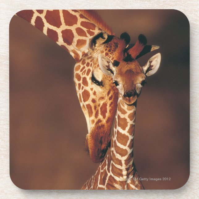 Adult Giraffe with calf (Giraffa camelopardalis) Coaster (Front)