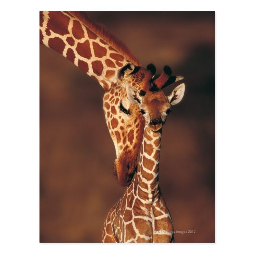 Image of Adult Giraffe with calf (Giraffa camelopardalis) Postcard